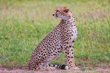 a beautiful cheetah resting at the masai mara