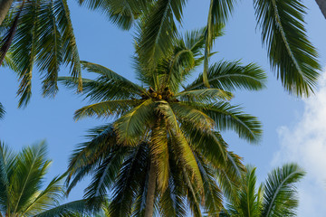 Fototapeta na wymiar Coconut trees against sky