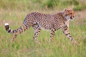 a beautiful young cheetah hunting at the masai mara national park kenya