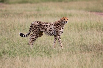 a cheetah hunting at the masai mara national park kenya