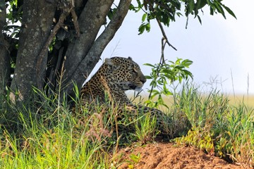 a leopard at the masai mara national park kenya africa