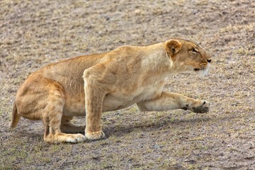 Fototapeta premium a lioness hunting at the masai mara
