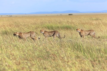 Naklejka premium cheetah family hunting at masai mara national park kenya