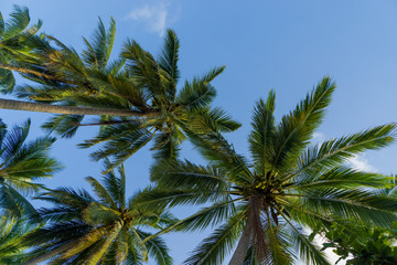Obraz na płótnie Canvas Coconut trees against sky