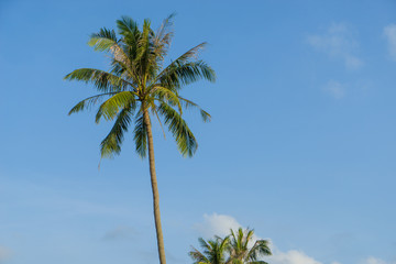 Coconut trees against sky