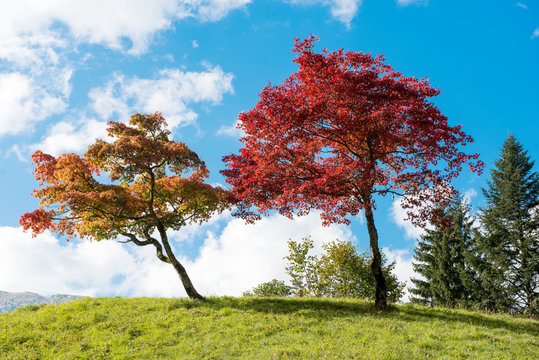 two trees with beautiful fall colors