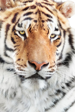 Portrait of beautiful tiger