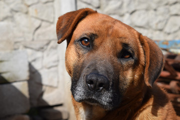 Obraz premium faithful friend dog