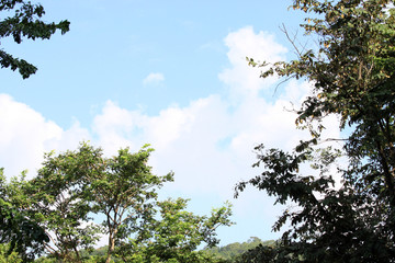 natural tree