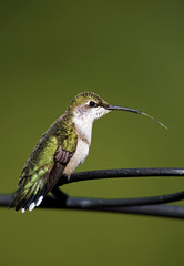 Female Ruby throated Hummingbird (Archilochus colubris)