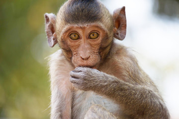 可愛いサル