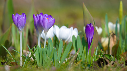 Krokusse im Frühling