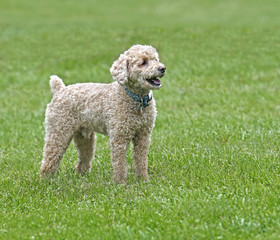 Poodle Bichon mixed breed dog