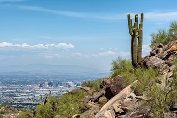 A saguaro cacti stands watch over the city of Phoenix.
