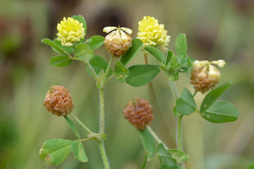 Hop trefoil (Trifolium campestre). Yellow flowers of a delicate legume growing on calcareous grassland, with some petals turning brown