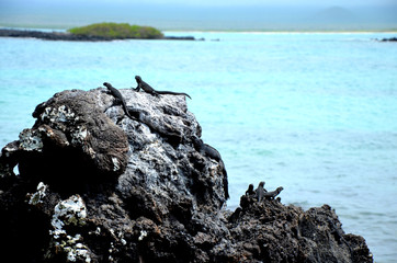 Galapagos Iguanas