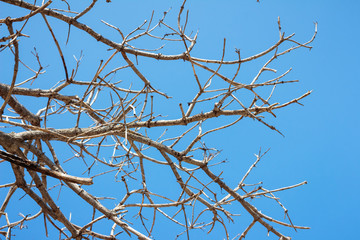 Dry branch of tree against blue sky