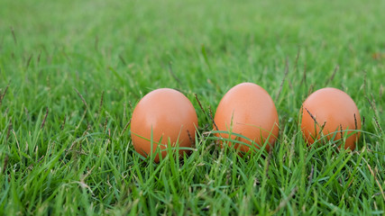 Easter, eggs on the grass