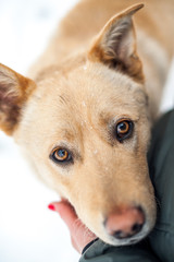 abandoned orange dog near the shalter