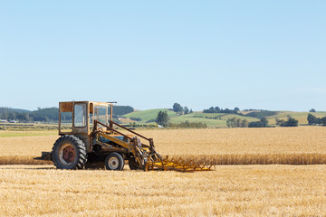Fototapeta na wymiar harvester works in wheat field in summer day in new zealand