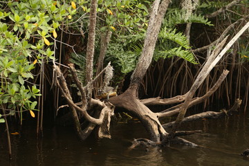 Intracoastal Waterway III