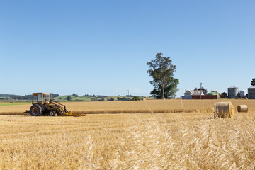 Obraz premium harvester works in wheat field in summer day in new zealand