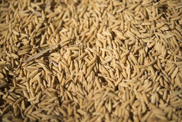 dried paddy as background
