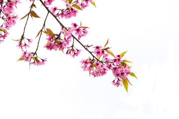Obraz na płótnie Canvas Prunus cerasoides