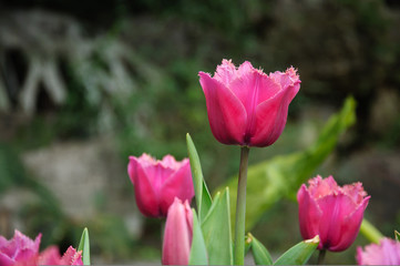 Fototapeta premium The beautiful blooming tulips in garden 