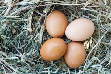 eggs in nest