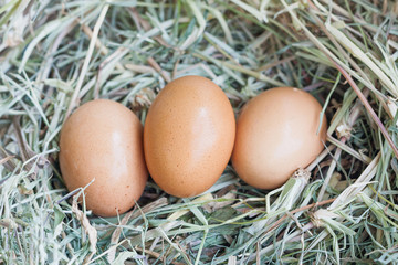 eggs in nest
