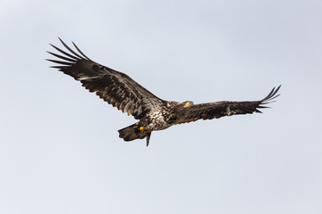  bald eagle