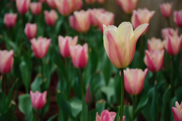 Naklejka premium The beautiful blooming tulips in garden 
