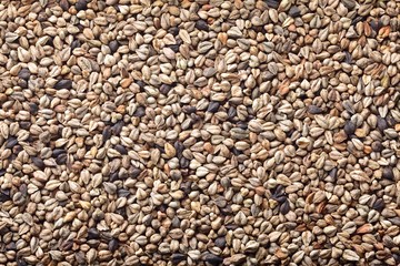tartary buckwheat , bitter buckwheat