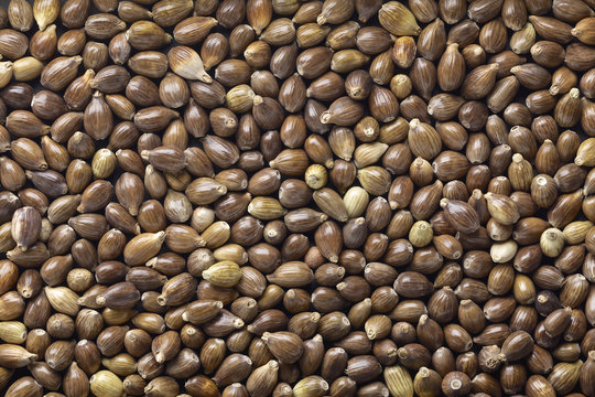 Job's tears with husks , Adlay , Tear grass