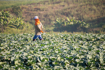 Many green cabbages in the agriculture fields at Phutabberk Phet