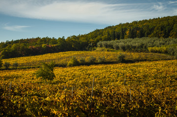 Obraz premium Panoramic landscapes of vineyard and olive tree