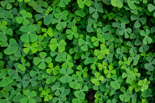 green clover leaves background