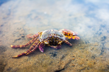 Dead crab washed ashore on the North Sea beach at low tide.