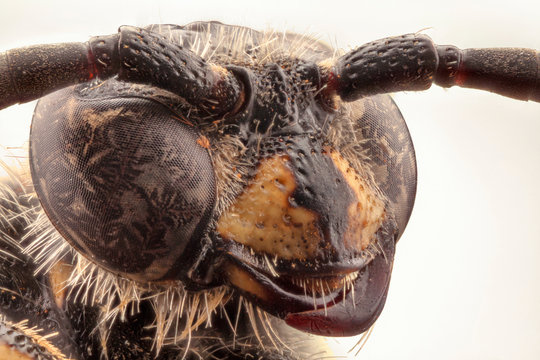 Wasp in white background