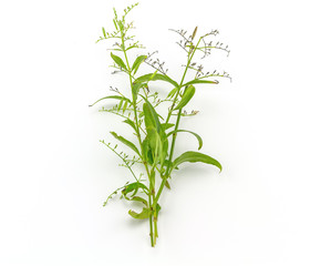 Fresh of Andrographis paniculata plant on white background use for herbal