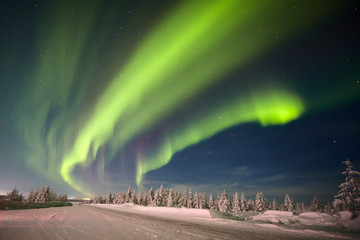 Winter night landscape with forest and polar northern lights. Northern lights, Canada, forest and trees