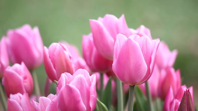 Pink tulips blowing in the breeze