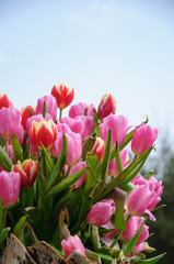 The beautiful blooming tulips in garden

