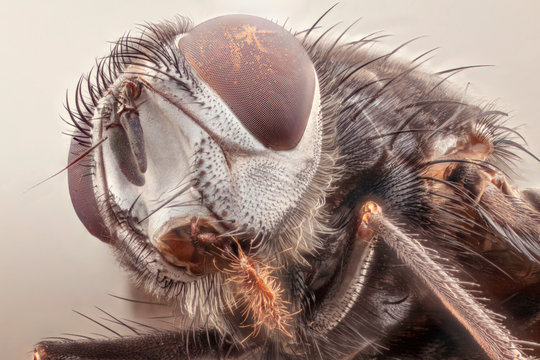 House fly in white background