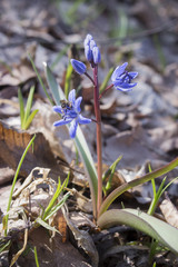 snowdrops