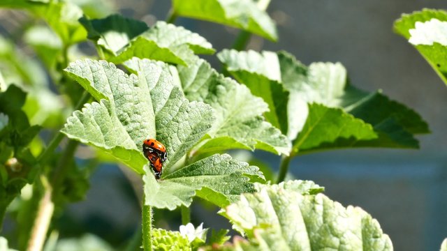 A pair of ladybird beetles mating on a leaf in spring, morning sunlight