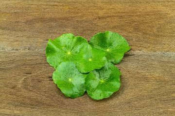Green Asiatic Pennywort (Centella asiatica ) on wooden background