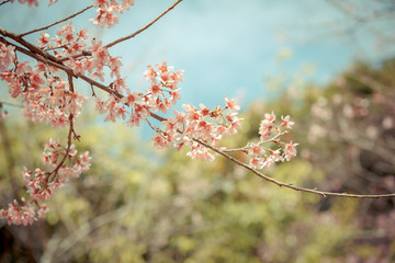 Wild Himalayan Cherry spring blossom