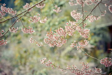 Wild Himalayan Cherry spring blossom